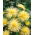 Jarum jarum kuning aster cina, Tahunan aster - 500 biji - Callistephus chinensis 