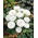 Callistephus chinensis - 500 zaden - Milady White