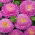 Aster berbunga pompom merah muda - 500 biji - Callistephus chinensis