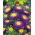 Blauwe pompombloemige aster - 500 zaden - Callistephus chinensis