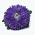 Blauwe pompombloemige aster - 500 zaden - Callistephus chinensis