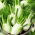 Fennel "Fino" - 200 biji - Foeniculum vulgare Mill - benih