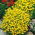 Apró bársonyvirág - Lulu - citromsárga - Tagetes tenuifolia - Citromsárga ragyogás, kompakt elegancia - Friss vetőmagok