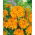 Tagete - Fantastic - Arancio - Tagetes erecta - Fioriture durature, perfette per aiuole - Semi Freschi