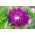 Pom-Pom Aster "Bolero" - lila - 225 Samen