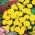 Francoski ognjič "Petite Yellow" - 158 semen - Tagetes patula L. - semena