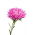 Dwarf aster "Gnome" - 360 seeds