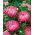 Callistephus chinensis - Duchesse - 225 zaden - roze