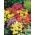 Nemesia - Karneval - Mixed - Nemesia strumosa - Vibrant Blooms - Fresh Seeds
