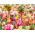 Orange crown imperial  and a tulip mix – 18 piece set