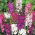 Paarse Mullein-zaden - Verbascum phoeniceum - 800 zaden