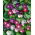 Blomman för dagen - Early Call - 40 frön - Ipomoea tricolor