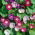 Blomman för dagen - Early Call - 40 frön - Ipomoea tricolor