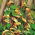Firecracker Vine, spanska flaggfrön - Mina Lobata - 6 frön - Ipomoea lobata