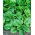 BIO - Bayam "Geant d'hiver" - benih organik bersertifikat - 800 biji - Spinacia oleracea L.