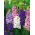 Rocket Larkspur biji campuran - Delphinium ajacis hyacinthiflorum fl. pl. - 500 biji