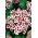 Dianthus Merry-Go-Round seeds - Dianthus chinensis - 330 seeds