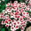 Chinesische Nelke Merry-Go-Round Samen - Dianthus chinensis - 330 Samen