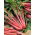 Bladbede - Rhubarb Chard - Sund vækst, næringsrig høst - Friske frø