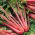 Bladbede - Rhubarb Chard - Sund vækst, næringsrig høst - Friske frø