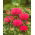 Tistelsläktet - 45 frön - Cirsium