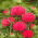 Tistelsläktet - 45 frön - Cirsium
