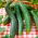 Timun Cina Slangen biji - Cucumis sativus - 175 biji - benih