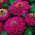 Zinnia dalia dalia "Violet Queen" - 120 semi - Zinnia elegans fl. pl. Dahliaeflora