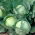 Wittekool - Roem van Enkhuizen 2 - wit - 400 zaden - Brassica oleracea convar. capitata var. alba