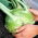 Colinabo – Giant - 100 semillas - Brassica oleracea var. Gongylodes L.