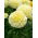 Creamy-white Mexican marigold "Kilimanjaro" - 90 seeds
