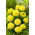Tagete erecta - Mery Helen - 270 semi - Tagetes erecta