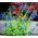 Cambridge Blue Gentian Sage seeds - Salvia patens - 80 seeds