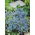 Nemesia Blue Gem semințe - Nemesia strumosa - 1000 de semințe - Nemezis strumosa
