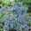Nemesia Blue Gem semințe - Nemesia strumosa - 1000 de semințe - Nemezis strumosa
