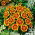 French marigold "Dainty Marietta" - single-flowered - 315 seeds
