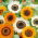 Cape Daisy, Veldt-siementen monarkki - Venidium fastuosum - 130 siementä - siemenet