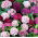Borstnejlika - Pinocchio - mix - 450 frön - Dianthus barbatus