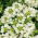 Biji Verbena putih - Verbena x hybrida - 120 biji