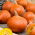 Giant squash "Uchiki Kuri" - Hokkaido tip - 15 sjemenki - Cucurbita maxima  - sjemenke