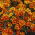 Tagetes patula - Afrikaan - Red Marietta - 350 zaden - Tagetes patula L.
