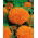 Marigold Meksiko "Hawaii"; Aztec marigold - 270 biji - Tagetes erecta 