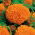 Marigold Meksiko "Hawaii"; Aztec marigold - 270 biji - Tagetes erecta 