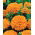 Tagete erecta - arancione - 300 semi - Tagetes erecta