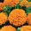 Tagete erecta - arancione - 300 semi - Tagetes erecta