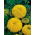 Kis büdöske - Golden Yellow - 270 magok - Tagetes erecta