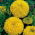 Kis büdöske - Golden Yellow - 270 magok - Tagetes erecta