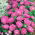 Dwarf aster "Gnome" - 360 seeds