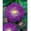Pom-Pom Aster "Bolero" - lila - 225 Samen