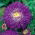 Callistephus chinensis - Bolero - 225 zaden - violet